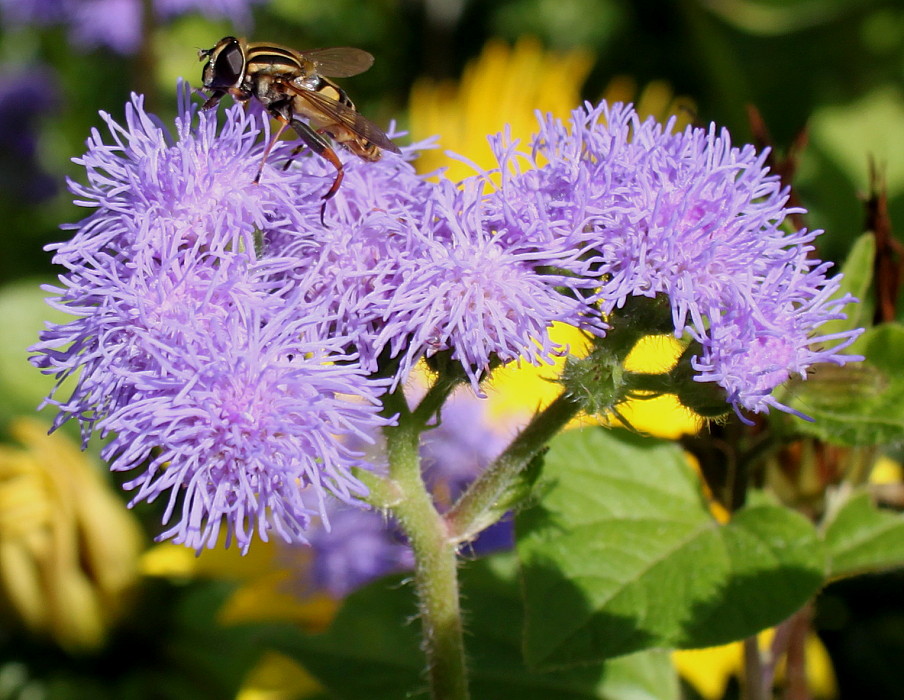 Image of Ageratum houstonianum specimen.