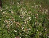 Saponaria officinalis. Цветущие растения. Курская обл., Железногорский р-н, с. Жидеевка, ур. Жидеевская дача. 18 июля 2007 г.