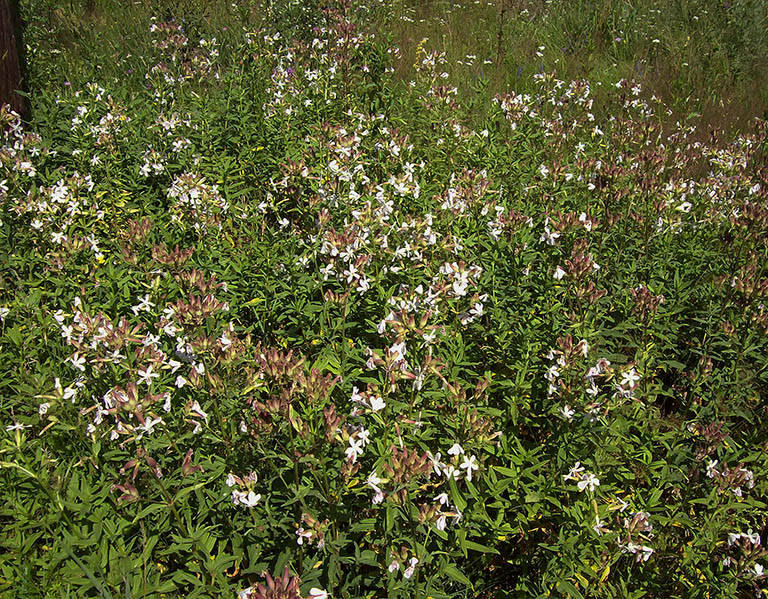 Изображение особи Saponaria officinalis.