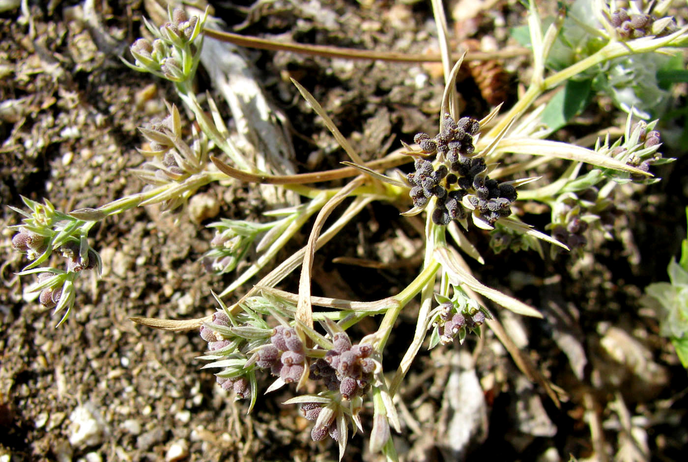 Image of Bupleurum semicompositum specimen.