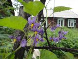 Solanum kitagawae