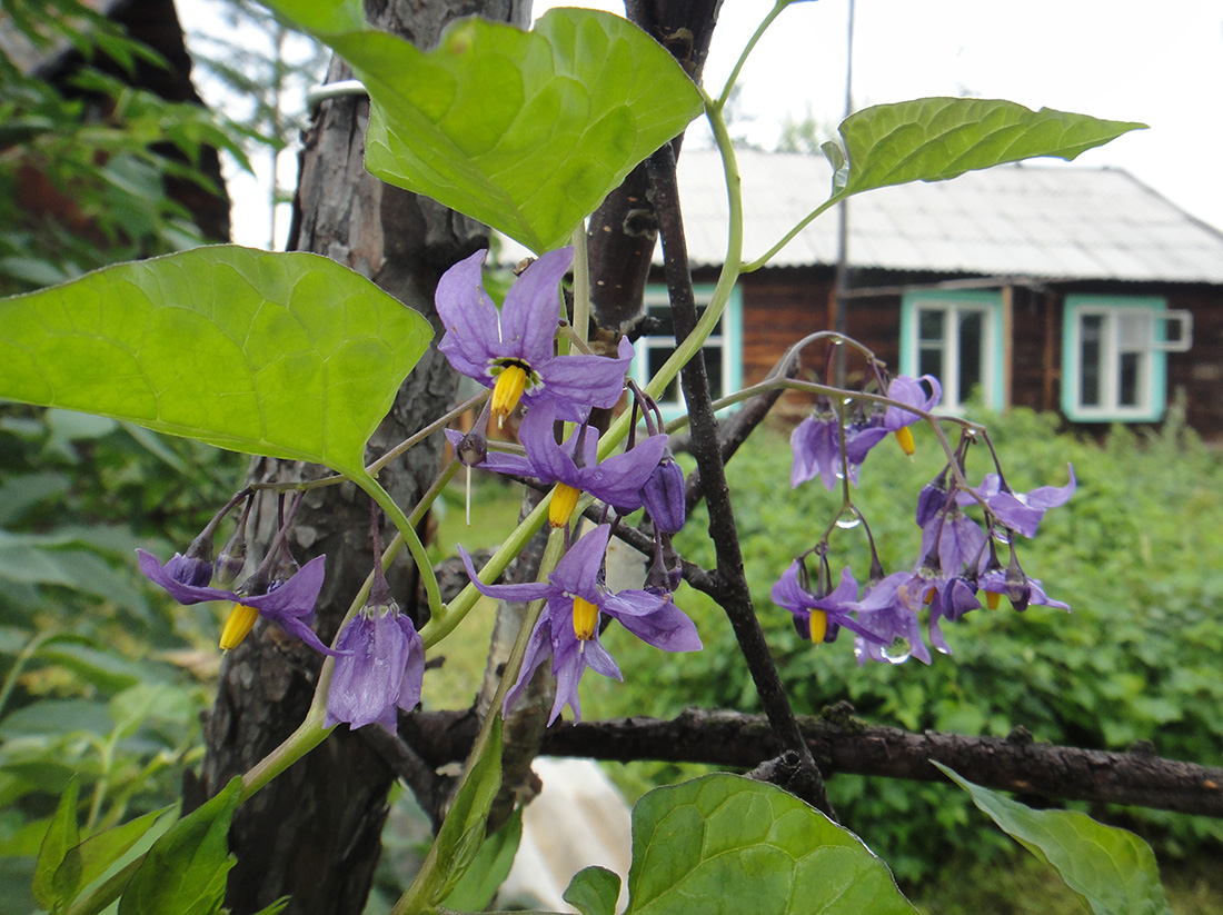 Изображение особи Solanum kitagawae.