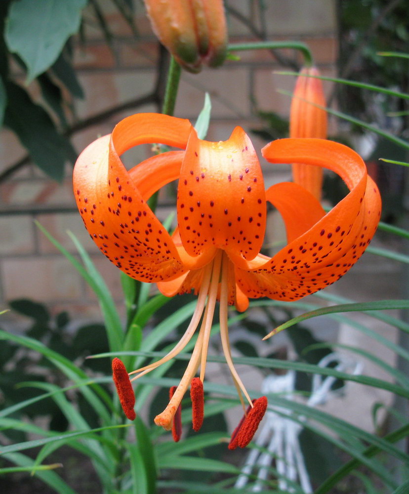 Image of Lilium davidii specimen.