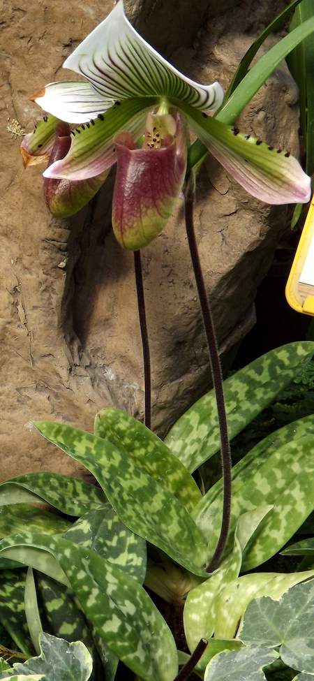 Изображение особи род Paphiopedilum.