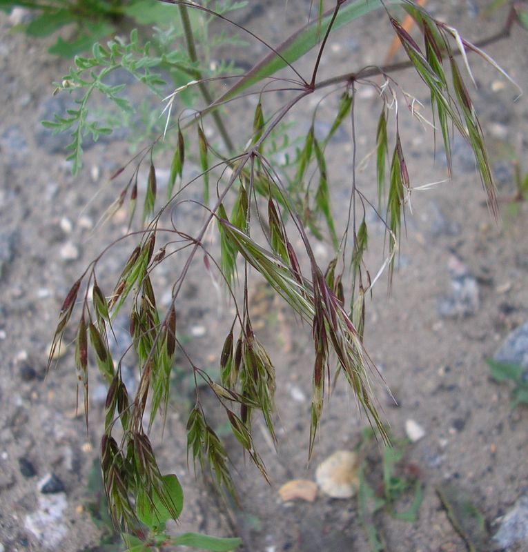 Изображение особи Anisantha tectorum.