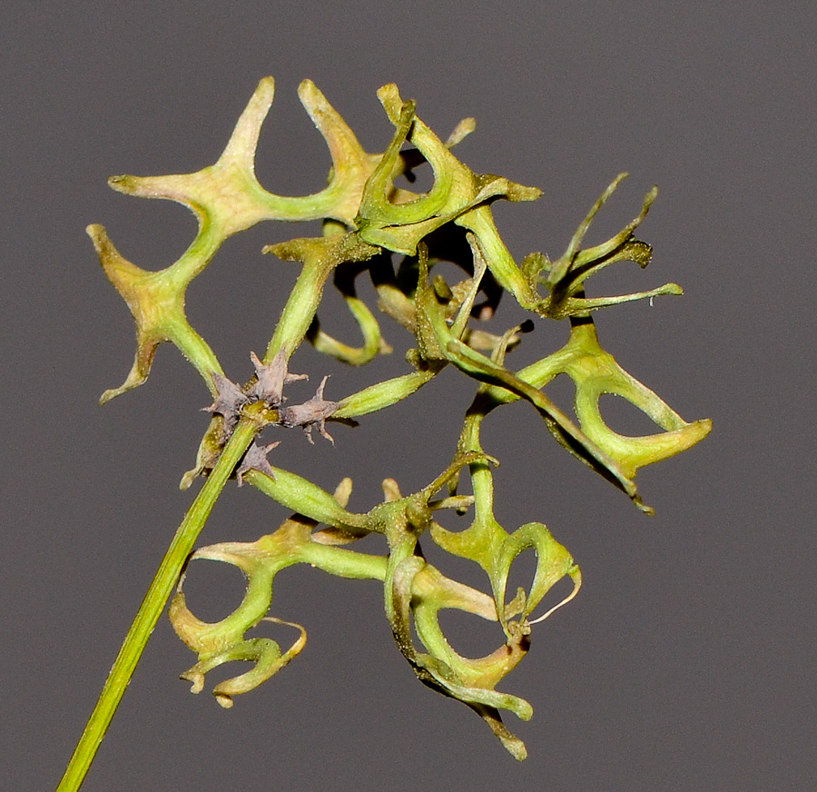 Изображение особи Hippocrepis areolata.