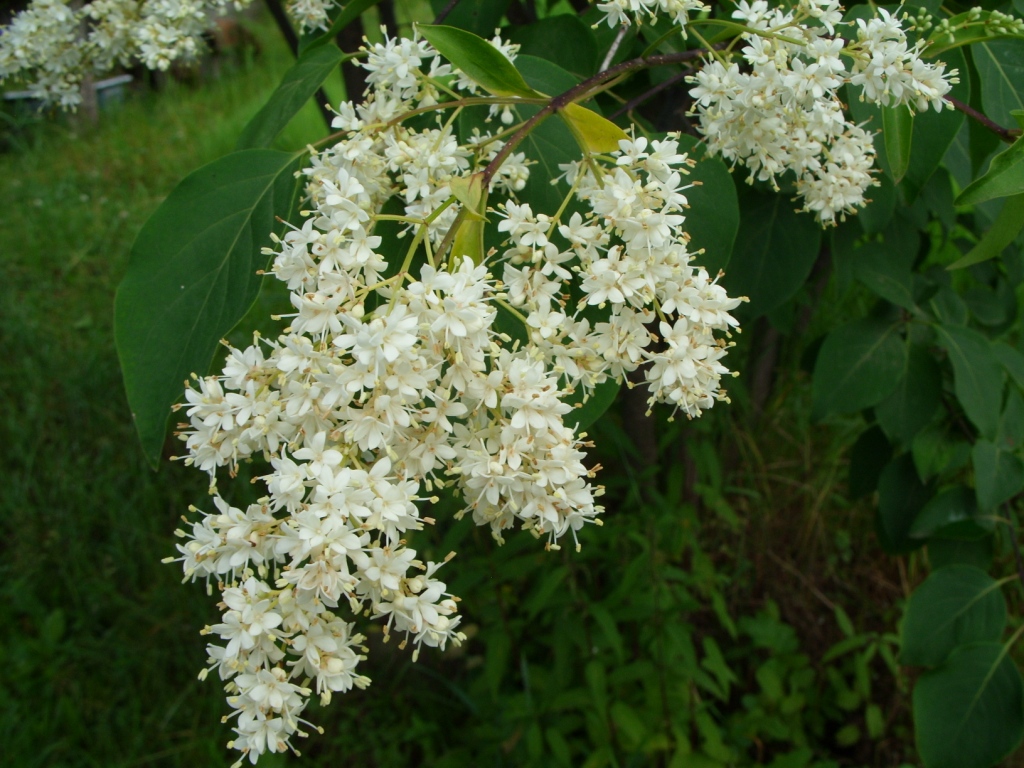 Изображение особи Syringa amurensis.