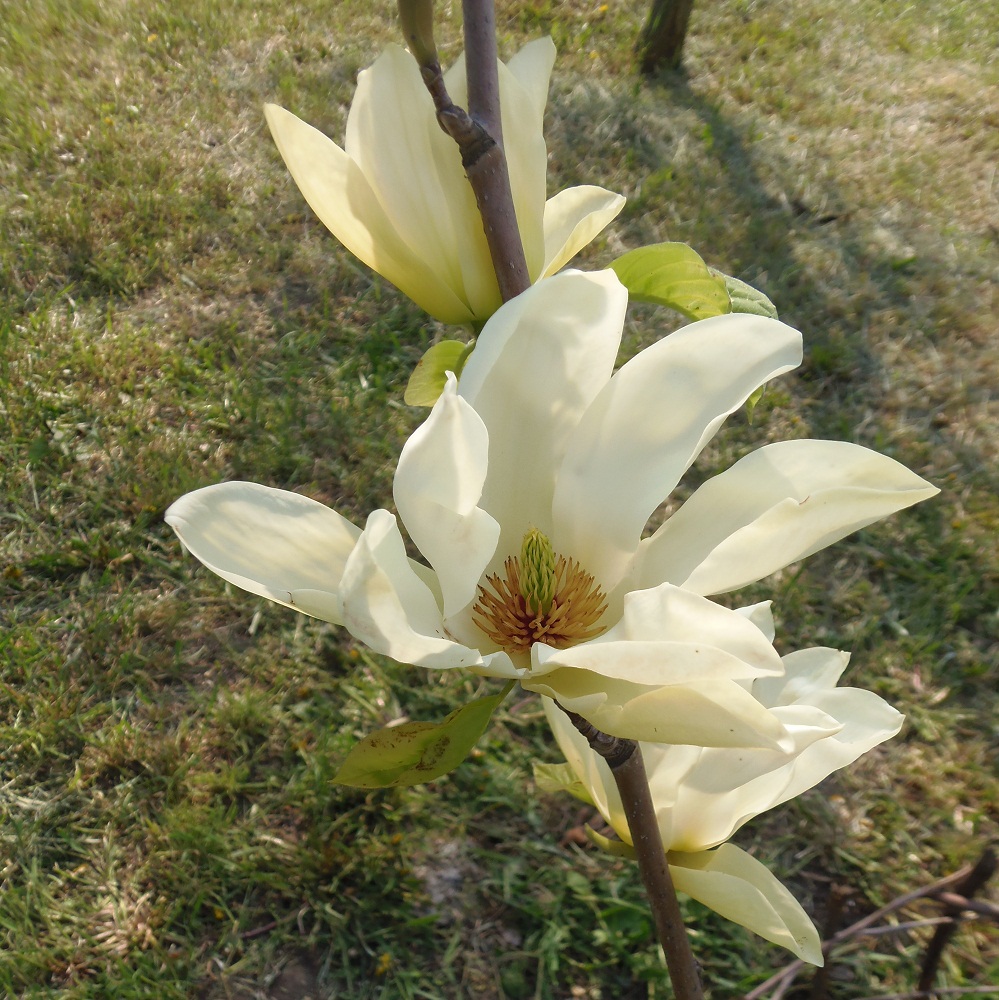 Image of genus Magnolia specimen.