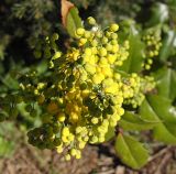 Mahonia aquifolium. Соцветие с бутонами. Швеция, Уппсала, 6 мая 2009 г.