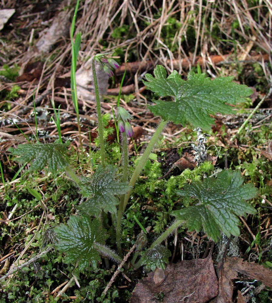 Image of Cortusa matthioli specimen.