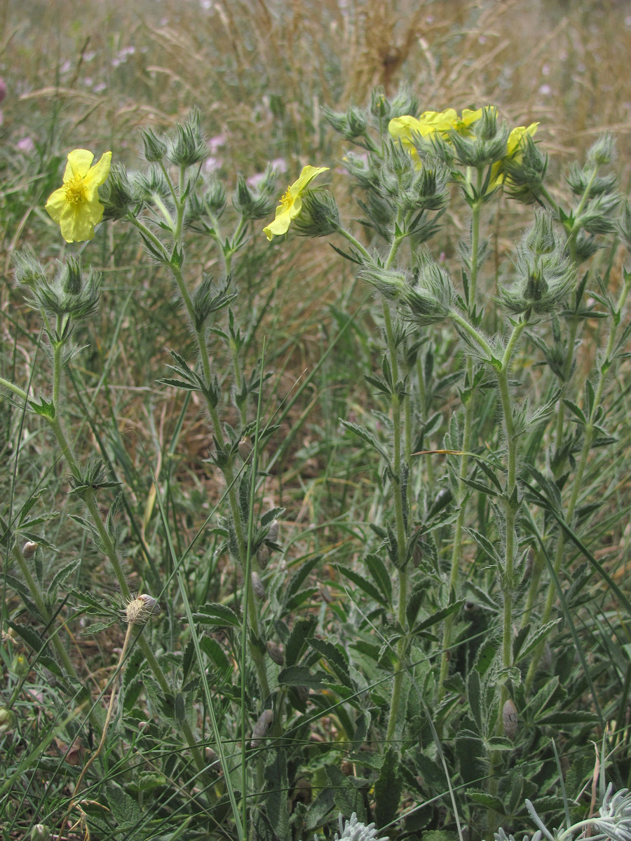 Изображение особи Potentilla callieri.