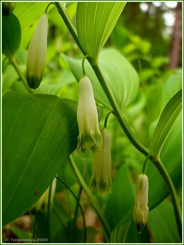 Image of Polygonatum odoratum specimen.