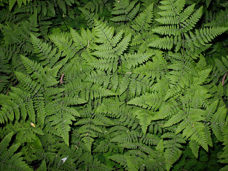 Image of Gymnocarpium robertianum specimen.