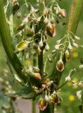 Rheum rhabarbarum