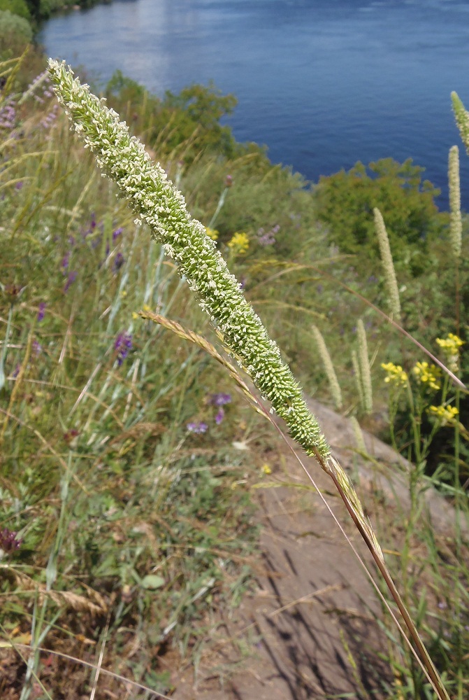 Image of Phleum phleoides specimen.