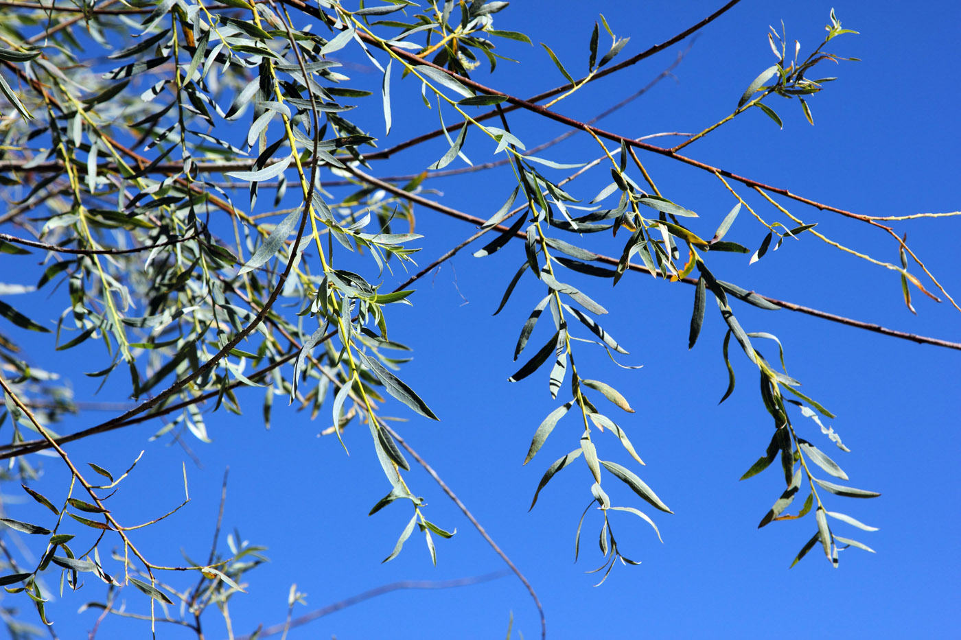 Image of Salix blakii specimen.