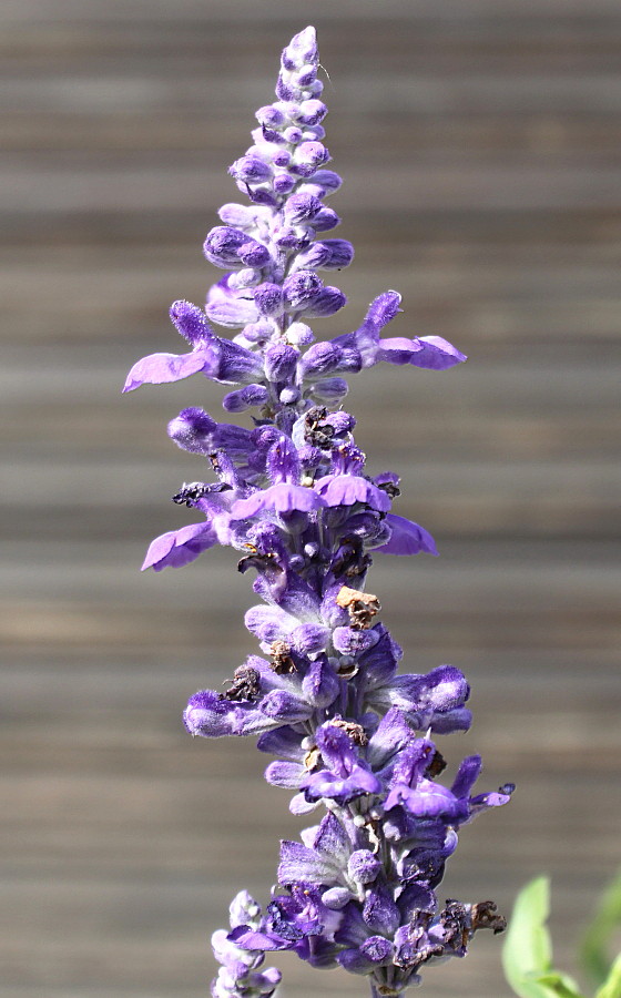 Изображение особи Salvia farinacea.