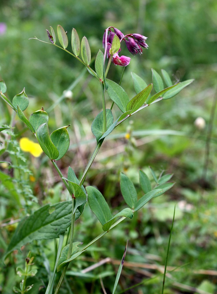 Image of Lathyrus pisiformis specimen.