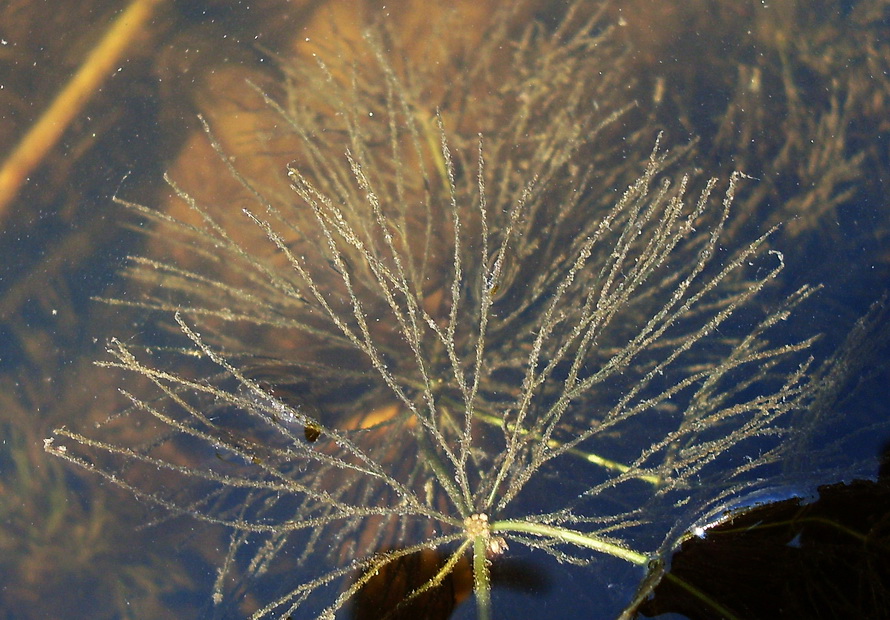 Изображение особи Ceratophyllum submersum.