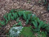 Polypodium vulgare