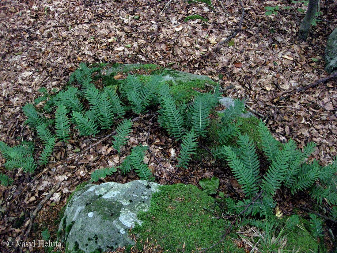Image of Polypodium vulgare specimen.