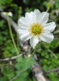 Callianthemum isopyroides