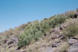 Ephedra intermedia