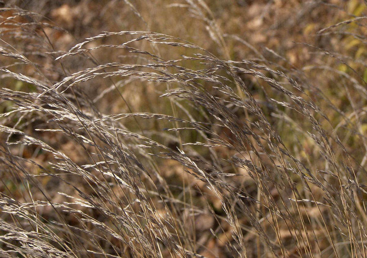 Image of Poa nemoralis specimen.