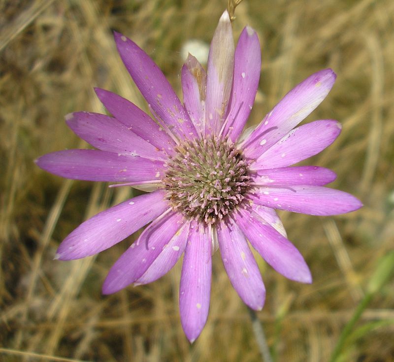 Изображение особи Xeranthemum annuum.