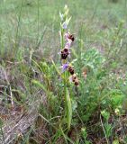 Ophrys oestrifera