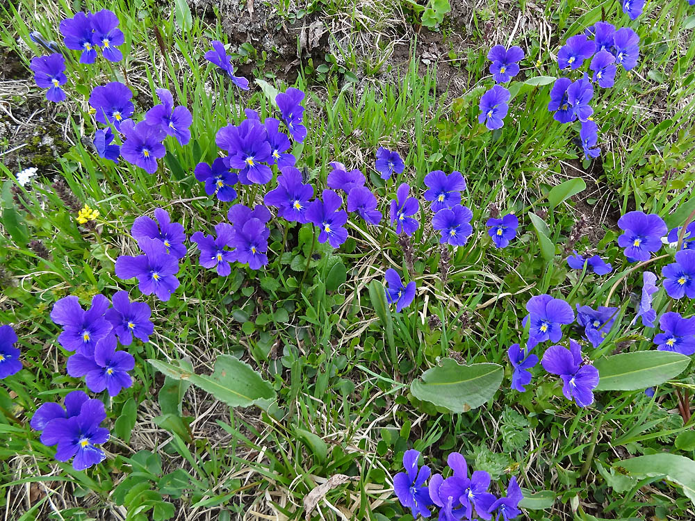 Изображение особи Viola altaica.