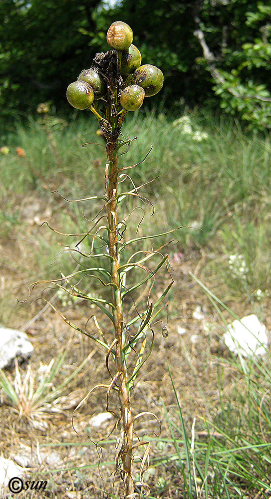 Image of Asphodeline lutea specimen.