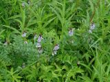 Vicia sepium