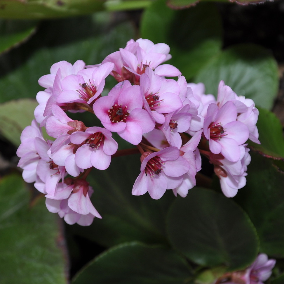 Image of Bergenia crassifolia specimen.