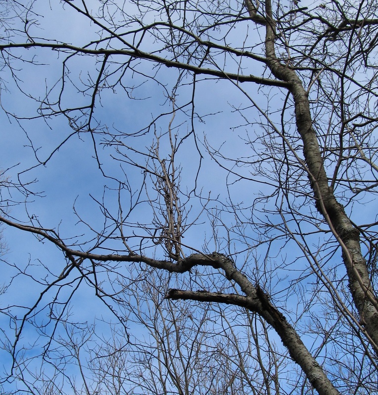 Image of Alnus incana specimen.