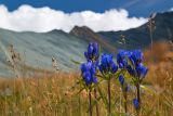 Gentiana decumbens