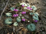 Cyclamen coum. Цветущее растение. Ботанический сад МГУ. 28 марта 2007 г.