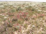 Astragalus schrenkianus