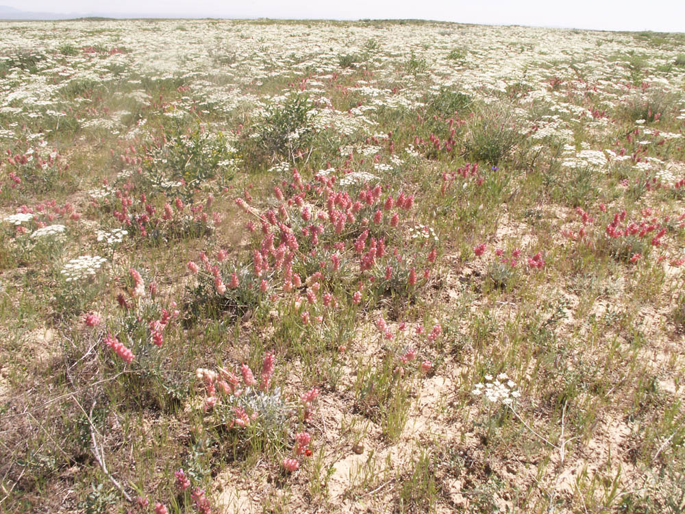 Изображение особи Astragalus schrenkianus.