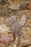 Opuntia macrocentra