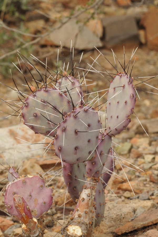 Изображение особи Opuntia macrocentra.