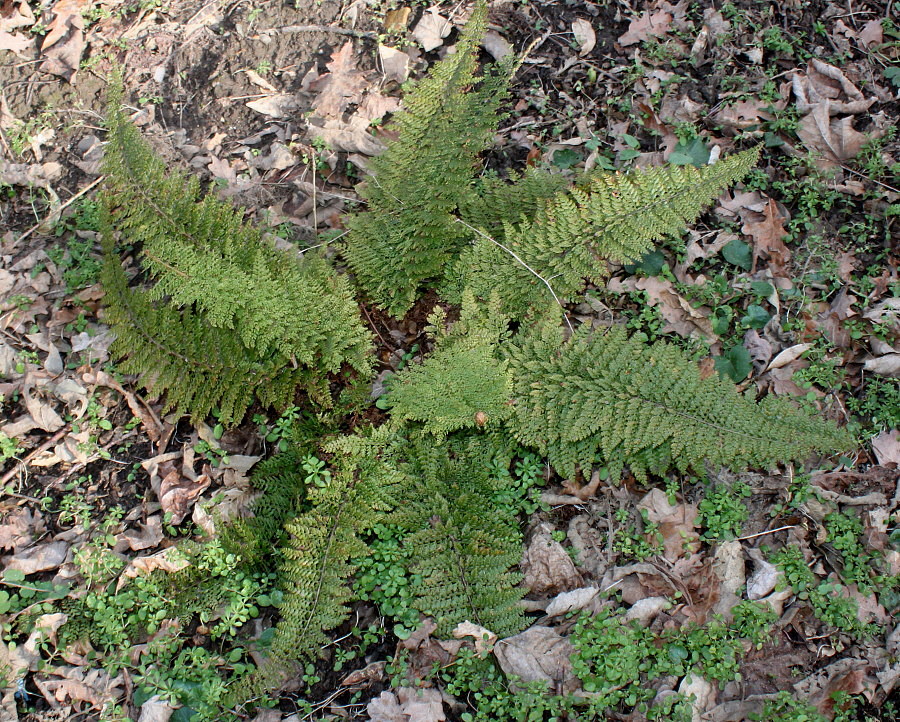 Image of Polystichum proliferum specimen.
