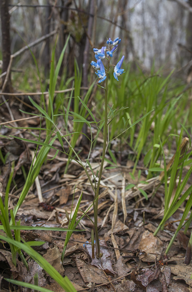 Изображение особи Corydalis ambigua.