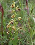 Ophrys umbilicata
