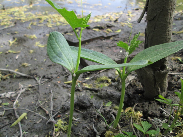 Изображение особи Echinocystis lobata.