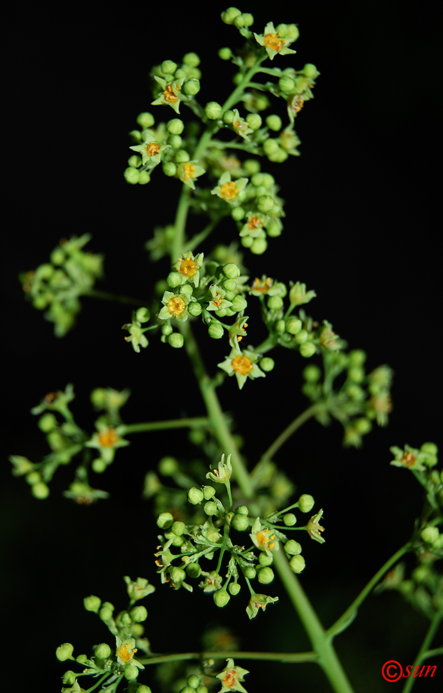 Изображение особи Cotinus coggygria.