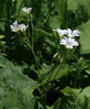 Cerastium arvense. Соцветие. Карачаево-Черкессия, Скалистый хребет, массив Больше, горный луг. 24.05.2014.