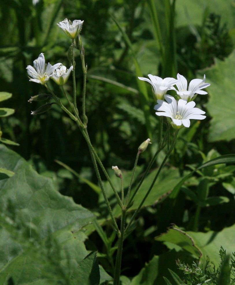 Image of Cerastium arvense specimen.