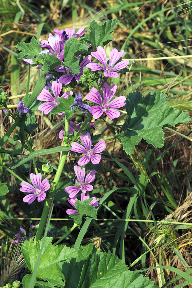 Image of Malva mauritiana specimen.