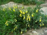 Onosma caucasica. Цветущие растения. Ставропольский край, г. Кисловодск, дорога на Малое Седло, на высоте около 1054 м н.у.м. (43°53′57,54″ с.ш., 42°44′55,70″ в.д.). 04.06.2014.